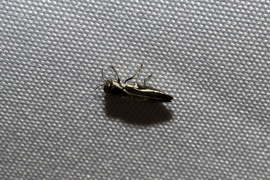 Two-lined Chestnut Borer (Agrilus bilineatus) At a 365nm UV light at a dense mixed forest edge. <br />
<figure class="photo"><a href="https://www.jungledragon.com/image/100615/two-lined_chestnut_borer_agrilus_bilineatus.html" title="Two-lined Chestnut Borer (Agrilus bilineatus)"><img src="https://s3.amazonaws.com/media.jungledragon.com/images/3231/100615_thumb.jpg?AWSAccessKeyId=05GMT0V3GWVNE7GGM1R2&Expires=1759968010&Signature=sSALrp%2BmJ0V06%2BKXQFjms5QxpXc%3D" width="200" height="134" alt="Two-lined Chestnut Borer (Agrilus bilineatus) At a 365nm UV light at a dense mixed forest edge.<br />
https://www.jungledragon.com/image/100616/two-lined_chestnut_borer_agrilus_bilineatus.html Agrilus bilineatus,Geotagged,Summer,United States" /></a></figure> Agrilus bilineatus,Geotagged,Summer,United States