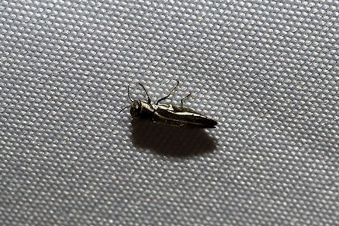 Two-lined Chestnut Borer (Agrilus bilineatus) At a 365nm UV light at a dense mixed forest edge. 
https://www.jungledragon.com/image/100615/two-lined_chestnut_borer_agrilus_bilineatus.html Agrilus bilineatus,Geotagged,Summer,United States