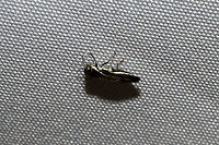 Two-lined Chestnut Borer (Agrilus bilineatus) At a 365nm UV light at a dense mixed forest edge. <br />
https://www.jungledragon.com/image/100615/two-lined_chestnut_borer_agrilus_bilineatus.html Agrilus bilineatus,Geotagged,Summer,United States