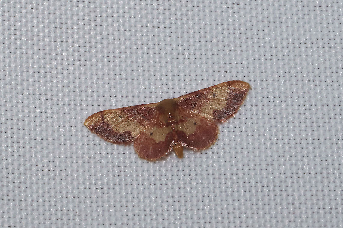 Red-bordered Wave (Idaea demissaria) At a 365nm UV light at a dense mixed forest edge. Geotagged,Idaea demissaria,Red-bordered Wave,Summer,United States