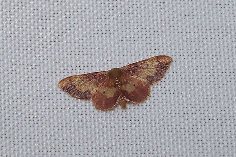 Red-bordered Wave (Idaea demissaria) At a 365nm UV light at a dense mixed forest edge. Geotagged,Idaea demissaria,Red-bordered Wave,Summer,United States