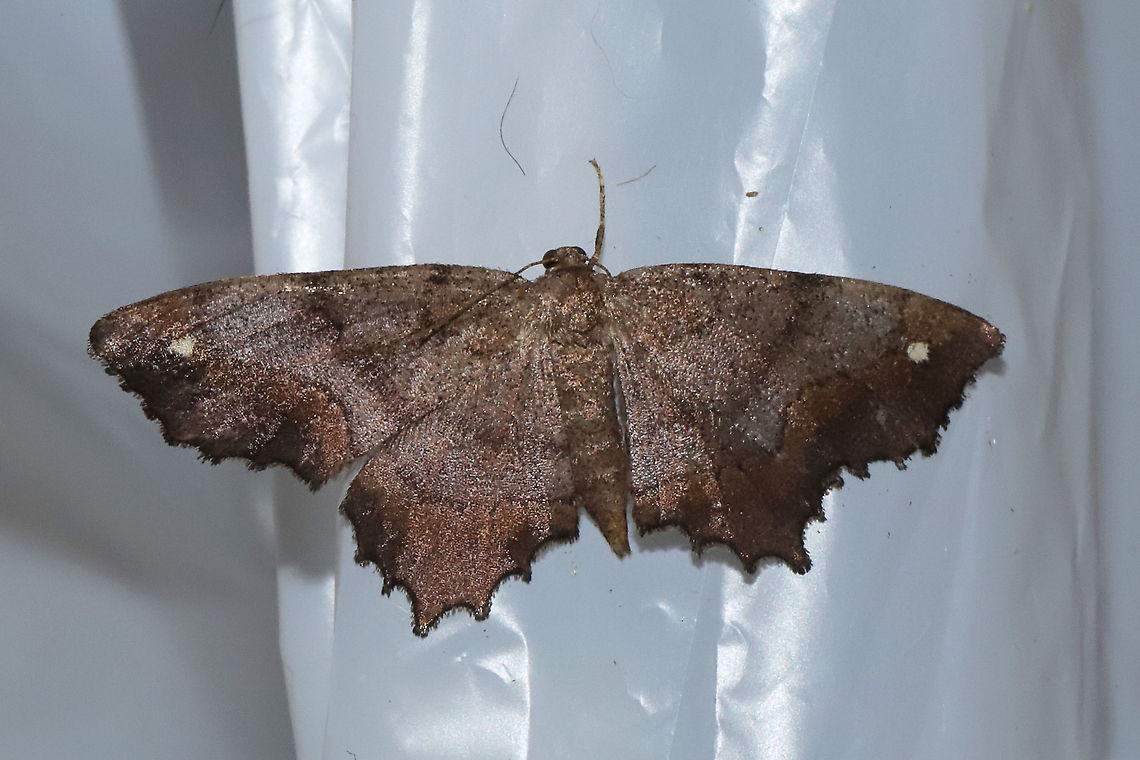 Hypagyrtis unipunctata or esther Hypagyrtis unipunctata or esther. I&#039;m reading that they are indistinguishable by sight alone.<br />
At a 365nm UV light at a dense mixed forest edge. Geotagged,Summer,United States