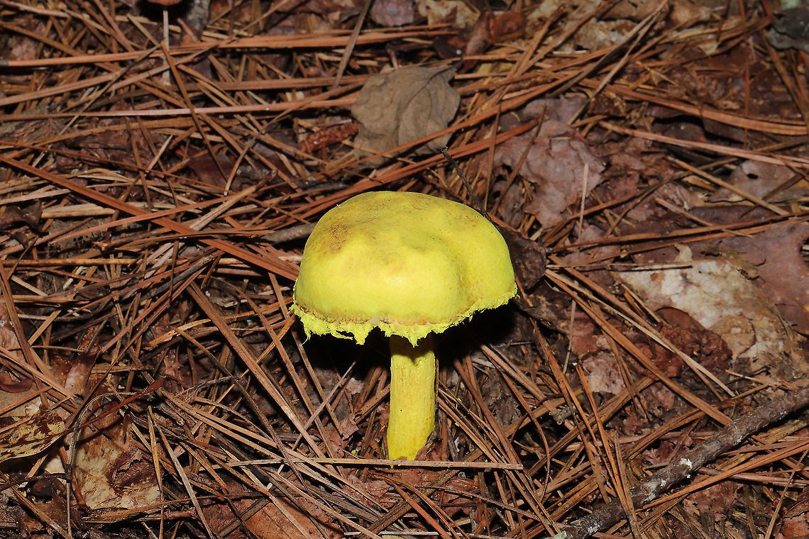 Powdery Sulfur Bolete (Pulveroboletus ravenelii) Growing under pines at a lakeside.<br />
<figure class="photo"><a href="https://www.jungledragon.com/image/100645/powdery_sulfur_bolete_pulveroboletus_ravenelii.html" title="Powdery Sulfur Bolete (Pulveroboletus ravenelii)"><img src="https://s3.amazonaws.com/media.jungledragon.com/images/3231/100645_thumb.jpg?AWSAccessKeyId=05GMT0V3GWVNE7GGM1R2&Expires=1769040010&Signature=%2B3m5%2FuASQ10cjVqHmcj%2F3HvuGsI%3D" width="200" height="134" alt="Powdery Sulfur Bolete (Pulveroboletus ravenelii) Growing under pines at a lakeside. <br />
https://www.jungledragon.com/image/100644/powdery_sulfur_bolete_pulveroboletus_ravenelii.html Geotagged,Powdery sulfur bolete,Pulveroboletus ravenelii,Summer,United States" /></a></figure> Geotagged,Powdery sulfur bolete,Pulveroboletus ravenelii,Summer,United States