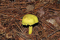 Powdery Sulfur Bolete (Pulveroboletus ravenelii) Growing under pines at a lakeside.<br />
https://www.jungledragon.com/image/100645/powdery_sulfur_bolete_pulveroboletus_ravenelii.html Geotagged,Powdery sulfur bolete,Pulveroboletus ravenelii,Summer,United States