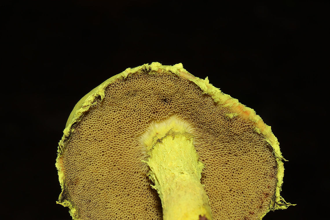 Powdery Sulfur Bolete (Pulveroboletus ravenelii) Growing under pines at a lakeside. <br />
<figure class="photo"><a href="https://www.jungledragon.com/image/100644/powdery_sulfur_bolete_pulveroboletus_ravenelii.html" title="Powdery Sulfur Bolete (Pulveroboletus ravenelii)"><img src="https://s3.amazonaws.com/media.jungledragon.com/images/3231/100644_thumb.jpg?AWSAccessKeyId=05GMT0V3GWVNE7GGM1R2&Expires=1759968010&Signature=aufMDisVLPGKS61ue10Uel2r49s%3D" width="200" height="134" alt="Powdery Sulfur Bolete (Pulveroboletus ravenelii) Growing under pines at a lakeside.<br />
https://www.jungledragon.com/image/100645/powdery_sulfur_bolete_pulveroboletus_ravenelii.html Geotagged,Powdery sulfur bolete,Pulveroboletus ravenelii,Summer,United States" /></a></figure> Geotagged,Powdery sulfur bolete,Pulveroboletus ravenelii,Summer,United States
