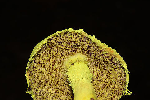 Powdery Sulfur Bolete (Pulveroboletus ravenelii) Growing under pines at a lakeside. 
https://www.jungledragon.com/image/100644/powdery_sulfur_bolete_pulveroboletus_ravenelii.html Geotagged,Powdery sulfur bolete,Pulveroboletus ravenelii,Summer,United States