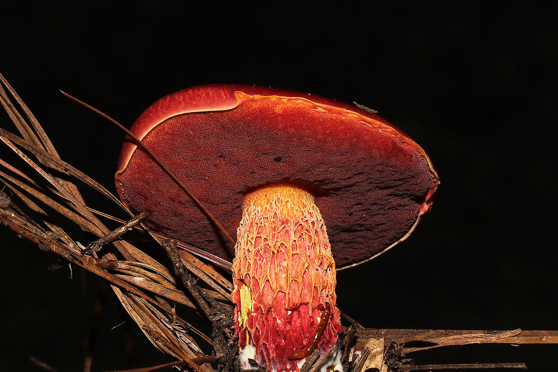 Frost's Bolete (Butyriboletus frostii) Under pines on a lakeside trail. Butyriboletus frostii,Frost's Bolete,Geotagged,Summer,United States