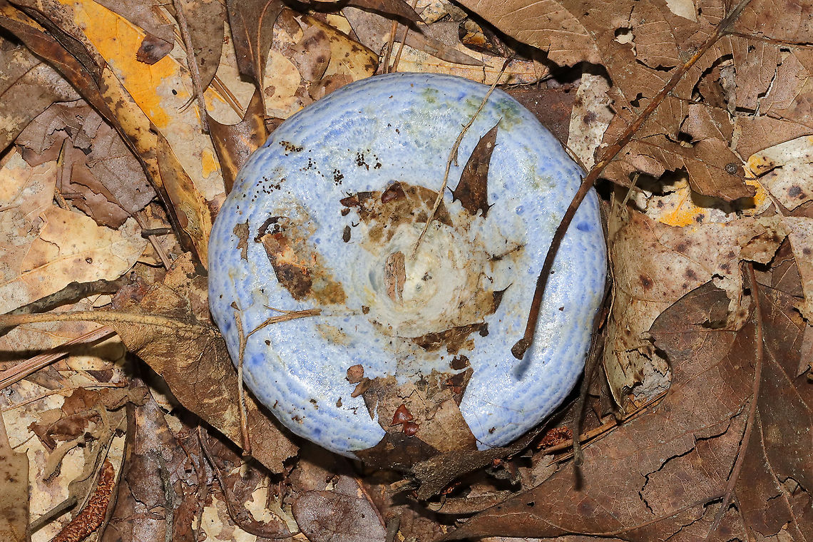 Indigo Milk Cap (Lactarius indigo) Under oak trees on a lakeside trail. <br />
<figure class="photo"><a href="https://www.jungledragon.com/image/100649/indigo_milk_cap_lactarius_indigo.html" title="Indigo Milk Cap (Lactarius indigo)"><img src="https://s3.amazonaws.com/media.jungledragon.com/images/3231/100649_thumb.jpg?AWSAccessKeyId=05GMT0V3GWVNE7GGM1R2&Expires=1767225610&Signature=%2F%2FbTB9DaT3FnMHZI4l7EC2rSB8U%3D" width="200" height="134" alt="Indigo Milk Cap (Lactarius indigo) Under oak trees on a lakeside trail. <br />
https://www.jungledragon.com/image/100648/indigo_milk_cap_lactarius_indigo.html Geotagged,Indigo milk cap,Lactarius indigo,Summer,United States" /></a></figure> Geotagged,Indigo milk cap,Lactarius indigo,Summer,United States
