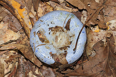 Indigo Milk Cap (Lactarius indigo) Under oak trees on a lakeside trail. 
https://www.jungledragon.com/image/100649/indigo_milk_cap_lactarius_indigo.html Geotagged,Indigo milk cap,Lactarius indigo,Summer,United States