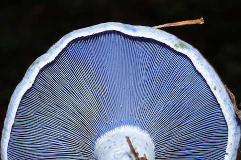 Indigo Milk Cap (Lactarius indigo) Under oak trees on a lakeside trail. 
https://www.jungledragon.com/image/100648/indigo_milk_cap_lactarius_indigo.html Geotagged,Indigo milk cap,Lactarius indigo,Summer,United States