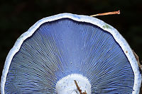 Indigo Milk Cap (Lactarius indigo) Under oak trees on a lakeside trail. <br />
https://www.jungledragon.com/image/100648/indigo_milk_cap_lactarius_indigo.html Geotagged,Indigo milk cap,Lactarius indigo,Summer,United States