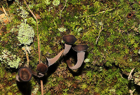 Black Trumpets (Craterellus fallax) Growing in moss under mostly hardwoods. On a lakeside trail in Bartow County, GA, US. August 30, 2020. Black Trumpets,Craterellus fallax,Geotagged,Summer,United States