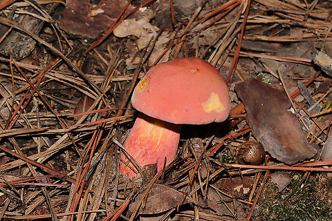 Bouillon Bolete (Lanmaoa pallidorosea)? Found under mostly pines on a lakeside trail in Bartow County, Georgia, US. August 30, 2020.
Cap/upper surface: Smooth, pink in color.
Cap/underside: Tiny yellow pores which stain blue very quickly. Flesh is cream/pale yellow and seems to only stain close to the cap surface.
Stipe: Pale yellow at apex, transitioning to a peach hue (yellow undertones). No notable reticulation. Slight ridges but mostly smooth. Bruises when scratched (externally).
Taste: Pleasant, mild.
Odor: I can't quite place the odor. Unusual. Jason says it smells like beef bouillon.
Chemistry: KOH - yellow/copper on cap. Ammonia--No reaction. Iron salts- gray on cap.
https://www.jungledragon.com/image/100669/bouillon_bolete_lanmaoa_pallidorosea.html Bouillon Bolete,Geotagged,Lanmaoa pallidorosea,Summer,United States