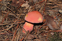 Bouillon Bolete (Lanmaoa pallidorosea)? Found under mostly pines on a lakeside trail in Bartow County, Georgia, US. August 30, 2020.<br />
Cap/upper surface: Smooth, pink in color.<br />
Cap/underside: Tiny yellow pores which stain blue very quickly. Flesh is cream/pale yellow and seems to only stain close to the cap surface.<br />
Stipe: Pale yellow at apex, transitioning to a peach hue (yellow undertones). No notable reticulation. Slight ridges but mostly smooth. Bruises when scratched (externally).<br />
Taste: Pleasant, mild.<br />
Odor: I can't quite place the odor. Unusual. Jason says it smells like beef bouillon.<br />
Chemistry: KOH - yellow/copper on cap. Ammonia--No reaction. Iron salts- gray on cap.<br />
https://www.jungledragon.com/image/100669/bouillon_bolete_lanmaoa_pallidorosea.html Bouillon Bolete,Geotagged,Lanmaoa pallidorosea,Summer,United States