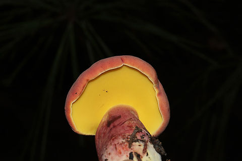 Bouillon Bolete (Lanmaoa pallidorosea)? Found under mostly pines on a lakeside trail in Bartow County, Georgia, US. August 30, 2020.
Cap/upper surface: Smooth, pink in color.
Cap/underside: Tiny yellow pores which stain blue very quickly. Flesh is cream/pale yellow and seems to only stain close to the cap surface.
Stipe: Pale yellow at apex, transitioning to a peach hue (yellow undertones). No notable reticulation. Slight ridges but mostly smooth. Bruises when scratched (externally).
Taste: Pleasant, mild.
Odor: I can't quite place the odor. Unusual. Jason says it smells like beef bouillon.
Chemistry: KOH - yellow/copper on cap. Ammonia--No reaction. Iron salts- gray on cap. 
https://www.jungledragon.com/image/100668/bouillon_bolete_lanmaoa_pallidorosea.html Bouillon Bolete,Geotagged,Lanmaoa pallidorosea,Summer,United States