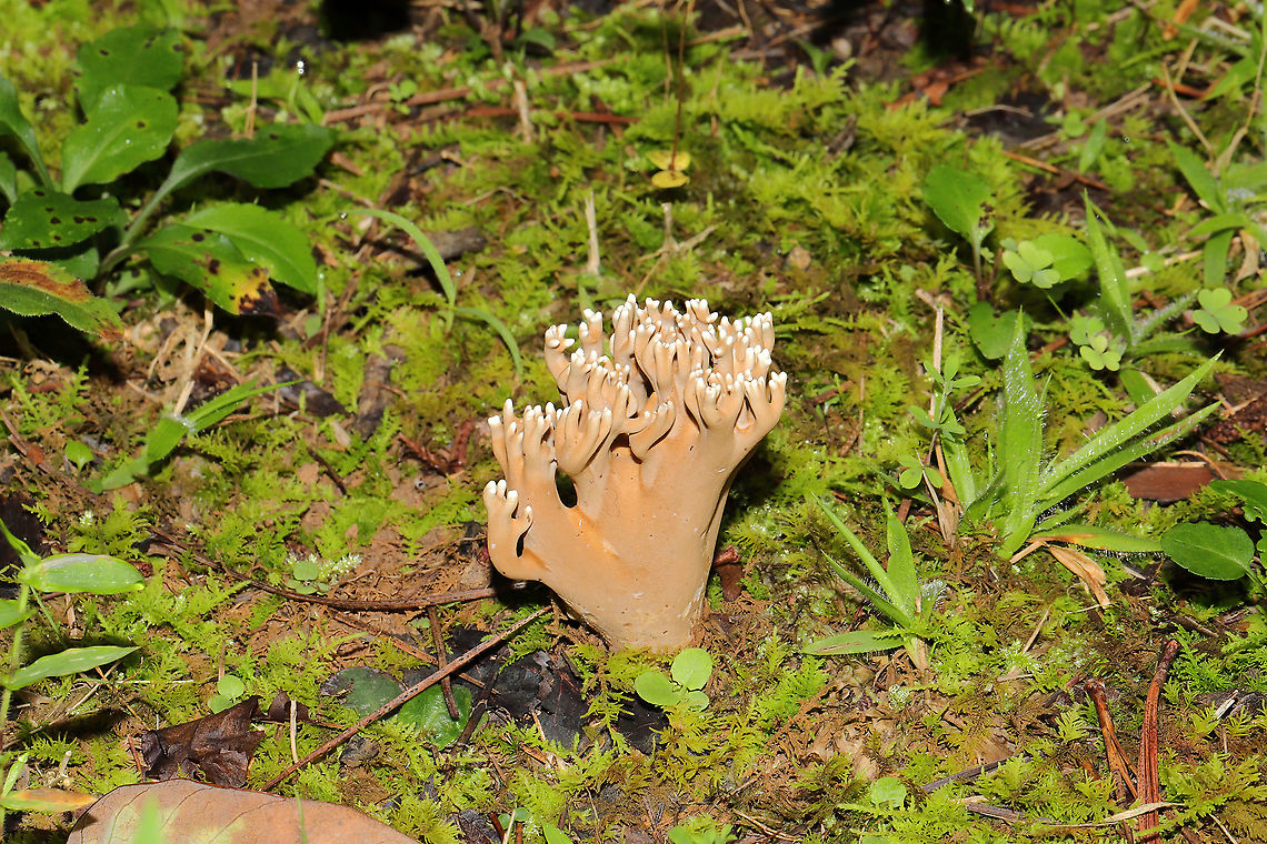 Unknown Coral Fungus (Possibly Phaeoclavulina sp.) Trying to get help with this ID! Found in a mossy valley at a mixed forest edge (pines to one side, hardwoods to the other). Milk chocolate in color with white tips. Pulls apart like string cheese and has a white interior and a sweet, pleasant smell. Gordon County, Georgia, US. September 1, 2020. <br />
<figure class="photo"><a href="https://www.jungledragon.com/image/100697/unknown_coral_fungus_possibly_phaeoclavulina_sp.html" title="Unknown Coral Fungus (Possibly Phaeoclavulina sp.)"><img src="https://s3.amazonaws.com/media.jungledragon.com/images/3231/100697_thumb.jpg?AWSAccessKeyId=05GMT0V3GWVNE7GGM1R2&Expires=1759968010&Signature=sOyawviI3ZvRI0Ls%2B%2BQ%2FaQJeuBs%3D" width="102" height="152" alt="Unknown Coral Fungus (Possibly Phaeoclavulina sp.) Trying to get help with this ID! Found in a mossy valley at a mixed forest edge (pines to one side, hardwoods to the other). Milk chocolate in color with white tips. Pulls apart like string cheese and has a white interior and a sweet, pleasant smell. Gordon County, Georgia, US. September 1, 2020. <br />
https://www.jungledragon.com/image/100696/unknown_coral_fungus_possibly_phaeoclavulina_sp.html<br />
https://www.jungledragon.com/image/100698/unknown_coral_fungus_possibly_phaeoclavulina_sp.html Geotagged,Summer,United States" /></a></figure><br />
<figure class="photo"><a href="https://www.jungledragon.com/image/100698/unknown_coral_fungus_possibly_phaeoclavulina_sp.html" title="Unknown Coral Fungus (Possibly Phaeoclavulina sp.)"><img src="https://s3.amazonaws.com/media.jungledragon.com/images/3231/100698_thumb.jpg?AWSAccessKeyId=05GMT0V3GWVNE7GGM1R2&Expires=1759968010&Signature=BVoTtD1BXWIHclvN1FHjDHl9ttg%3D" width="200" height="134" alt="Unknown Coral Fungus (Possibly Phaeoclavulina sp.) Trying to get help with this ID! Found in a mossy valley at a mixed forest edge (pines to one side, hardwoods to the other). Milk chocolate in color with white tips. Pulls apart like string cheese and has a white interior and a sweet, pleasant smell. Gordon County, Georgia, US. September 1, 2020.<br />
https://www.jungledragon.com/image/100696/unknown_coral_fungus_possibly_phaeoclavulina_sp.html<br />
https://www.jungledragon.com/image/100697/unknown_coral_fungus_possibly_phaeoclavulina_sp.html Geotagged,Summer,United States" /></a></figure> Geotagged,Summer,United States