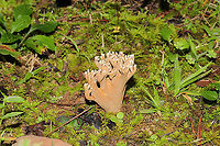 Unknown Coral Fungus (Possibly Phaeoclavulina sp.) Trying to get help with this ID! Found in a mossy valley at a mixed forest edge (pines to one side, hardwoods to the other). Milk chocolate in color with white tips. Pulls apart like string cheese and has a white interior and a sweet, pleasant smell. Gordon County, Georgia, US. September 1, 2020. <br />
https://www.jungledragon.com/image/100697/unknown_coral_fungus_possibly_phaeoclavulina_sp.html<br />
https://www.jungledragon.com/image/100698/unknown_coral_fungus_possibly_phaeoclavulina_sp.html Geotagged,Summer,United States