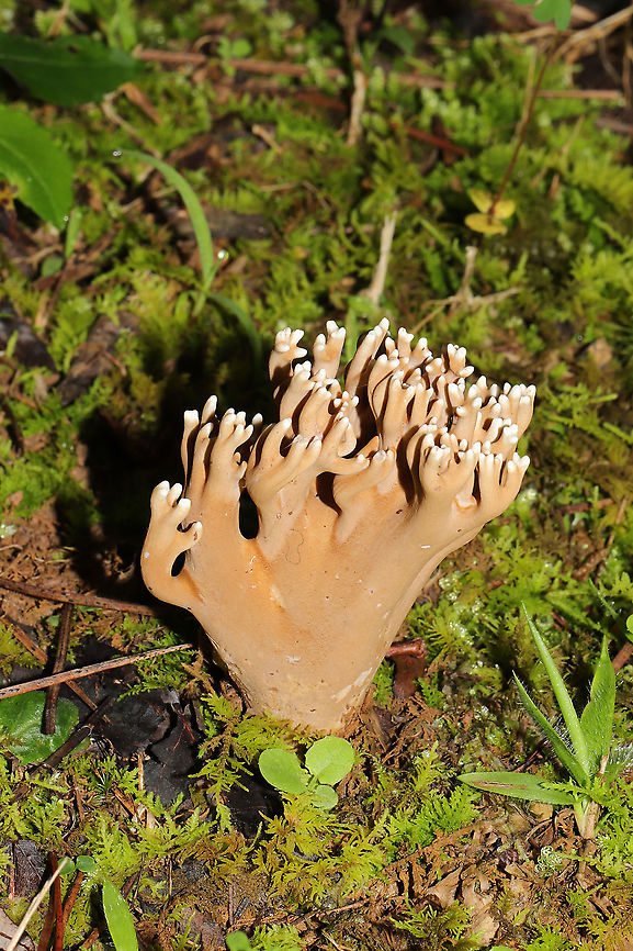 Unknown Coral Fungus (Possibly Phaeoclavulina sp.) Trying to get help with this ID! Found in a mossy valley at a mixed forest edge (pines to one side, hardwoods to the other). Milk chocolate in color with white tips. Pulls apart like string cheese and has a white interior and a sweet, pleasant smell. Gordon County, Georgia, US. September 1, 2020. <br />
<figure class="photo"><a href="https://www.jungledragon.com/image/100696/unknown_coral_fungus_possibly_phaeoclavulina_sp.html" title="Unknown Coral Fungus (Possibly Phaeoclavulina sp.)"><img src="https://s3.amazonaws.com/media.jungledragon.com/images/3231/100696_thumb.jpg?AWSAccessKeyId=05GMT0V3GWVNE7GGM1R2&Expires=1759968010&Signature=RHsfSsVyIL7VcgvoZ3rpJ1w6rRw%3D" width="200" height="134" alt="Unknown Coral Fungus (Possibly Phaeoclavulina sp.) Trying to get help with this ID! Found in a mossy valley at a mixed forest edge (pines to one side, hardwoods to the other). Milk chocolate in color with white tips. Pulls apart like string cheese and has a white interior and a sweet, pleasant smell. Gordon County, Georgia, US. September 1, 2020. <br />
https://www.jungledragon.com/image/100697/unknown_coral_fungus_possibly_phaeoclavulina_sp.html<br />
https://www.jungledragon.com/image/100698/unknown_coral_fungus_possibly_phaeoclavulina_sp.html Geotagged,Summer,United States" /></a></figure><br />
<figure class="photo"><a href="https://www.jungledragon.com/image/100698/unknown_coral_fungus_possibly_phaeoclavulina_sp.html" title="Unknown Coral Fungus (Possibly Phaeoclavulina sp.)"><img src="https://s3.amazonaws.com/media.jungledragon.com/images/3231/100698_thumb.jpg?AWSAccessKeyId=05GMT0V3GWVNE7GGM1R2&Expires=1759968010&Signature=BVoTtD1BXWIHclvN1FHjDHl9ttg%3D" width="200" height="134" alt="Unknown Coral Fungus (Possibly Phaeoclavulina sp.) Trying to get help with this ID! Found in a mossy valley at a mixed forest edge (pines to one side, hardwoods to the other). Milk chocolate in color with white tips. Pulls apart like string cheese and has a white interior and a sweet, pleasant smell. Gordon County, Georgia, US. September 1, 2020.<br />
https://www.jungledragon.com/image/100696/unknown_coral_fungus_possibly_phaeoclavulina_sp.html<br />
https://www.jungledragon.com/image/100697/unknown_coral_fungus_possibly_phaeoclavulina_sp.html Geotagged,Summer,United States" /></a></figure> Geotagged,Summer,United States