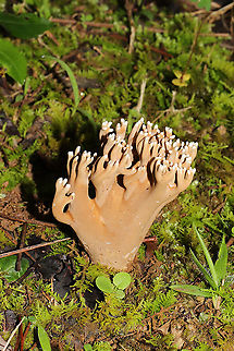 Unknown Coral Fungus (Possibly Phaeoclavulina sp.) Trying to get help with this ID! Found in a mossy valley at a mixed forest edge (pines to one side, hardwoods to the other). Milk chocolate in color with white tips. Pulls apart like string cheese and has a white interior and a sweet, pleasant smell. Gordon County, Georgia, US. September 1, 2020. 
https://www.jungledragon.com/image/100696/unknown_coral_fungus_possibly_phaeoclavulina_sp.html
https://www.jungledragon.com/image/100698/unknown_coral_fungus_possibly_phaeoclavulina_sp.html Geotagged,Summer,United States
