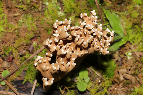 Unknown Coral Fungus (Possibly Phaeoclavulina sp.) Trying to get help with this ID! Found in a mossy valley at a mixed forest edge (pines to one side, hardwoods to the other). Milk chocolate in color with white tips. Pulls apart like string cheese and has a white interior and a sweet, pleasant smell. Gordon County, Georgia, US. September 1, 2020.
https://www.jungledragon.com/image/100696/unknown_coral_fungus_possibly_phaeoclavulina_sp.html
https://www.jungledragon.com/image/100697/unknown_coral_fungus_possibly_phaeoclavulina_sp.html Geotagged,Summer,United States