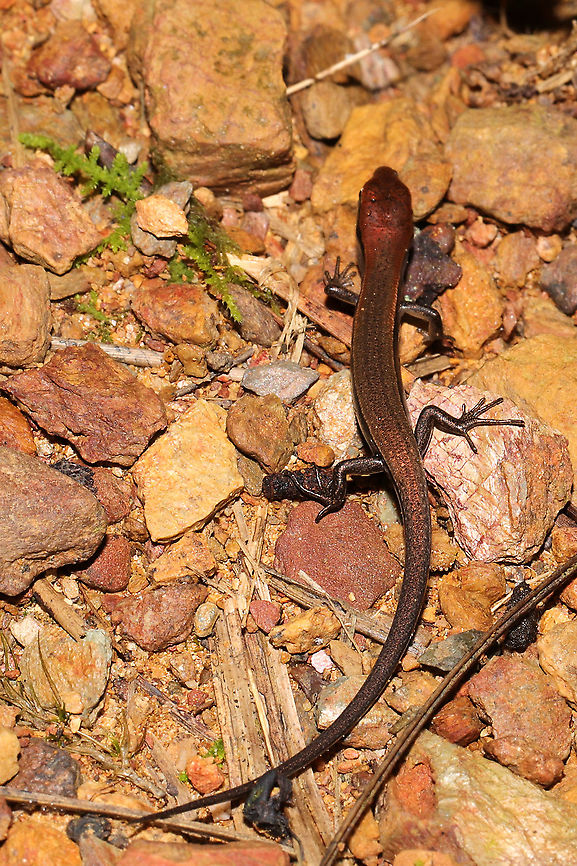 Little Brown Skink (Scincella lateralis) At a dense mixed forest edge. Geotagged,Little Brown Skink,Scincella lateralis,Summer,United States