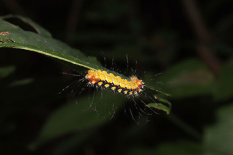White Flannel Moth (Norape ovina) Caterpillar At a dense mixed forest edge, near a seasonal stream.

My first time seeing the larval form of this moth! I'm glad I didn't get closer; look at those nasty urticating hairs! Geotagged,Norape ovina,Summer,United States,White Flannel Moth