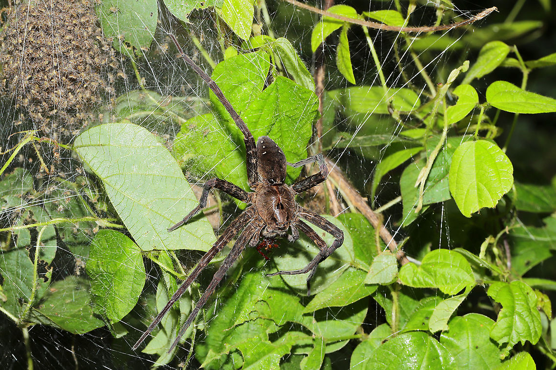 Banded Fishing Spider (Dolomedes vittatus) ♀ with Young At a dense mixed forest edge. This is the largest spider I&#039;ve seen (besides tarantulas)! She had some prey that I couldn&#039;t identify. The young were in a silken shelter (?) near mother spider and would flutter/rearrange themselves at the sound of my voice!<br />
<br />
<figure class="photo"><a href="https://www.jungledragon.com/image/100735/banded_fishing_spider_dolomedes_vittatus_with_young.html" title="Banded Fishing Spider (Dolomedes vittatus) ♀ with Young"><img src="https://s3.amazonaws.com/media.jungledragon.com/images/3231/100735_thumb.jpg?AWSAccessKeyId=05GMT0V3GWVNE7GGM1R2&Expires=1759968010&Signature=CXm5d%2BK4%2BVPdpPIs0M3NNZyFAoU%3D" width="102" height="152" alt="Banded Fishing Spider (Dolomedes vittatus) ♀ with Young At a dense mixed forest edge. This is the largest spider I&#039;ve seen (besides tarantulas)! She had some prey that I couldn&#039;t identify. The young were in a silken shelter (?) near mother spider and would flutter/rearrange themselves at the sound of my voice!<br />
https://www.jungledragon.com/image/100734/banded_fishing_spider_dolomedes_vittatus_with_young.html Dolomedes vittatus,Geotagged,Summer,United States" /></a></figure> Dolomedes vittatus,Geotagged,Summer,United States