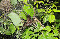 Banded Fishing Spider (Dolomedes vittatus) ♀ with Young At a dense mixed forest edge. This is the largest spider I've seen (besides tarantulas)! She had some prey that I couldn't identify. The young were in a silken shelter (?) near mother spider and would flutter/rearrange themselves at the sound of my voice!<br />
<br />
https://www.jungledragon.com/image/100735/banded_fishing_spider_dolomedes_vittatus_with_young.html Dolomedes vittatus,Geotagged,Summer,United States