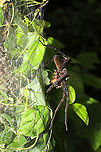 Banded Fishing Spider (Dolomedes vittatus) ♀ with Young At a dense mixed forest edge. This is the largest spider I've seen (besides tarantulas)! She had some prey that I couldn't identify. The young were in a silken shelter (?) near mother spider and would flutter/rearrange themselves at the sound of my voice!<br />
https://www.jungledragon.com/image/100734/banded_fishing_spider_dolomedes_vittatus_with_young.html Dolomedes vittatus,Geotagged,Summer,United States