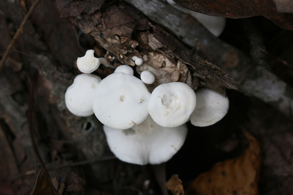 Clitocybe peralbida Habitat/Location: Growing gregariously at the bottom of forest ridge, growing on a decaying branch in a dense mixed hardwood forest in Northwest Georgia.<br />
<br />
Gills: Shallow and white<br />
<br />
Stipe: white<br />
<br />
Cap: Small, bright white. Most cap surfaces have striking dimples towards their centers. Clitocybe peralbida,Fall,Geotagged,United States