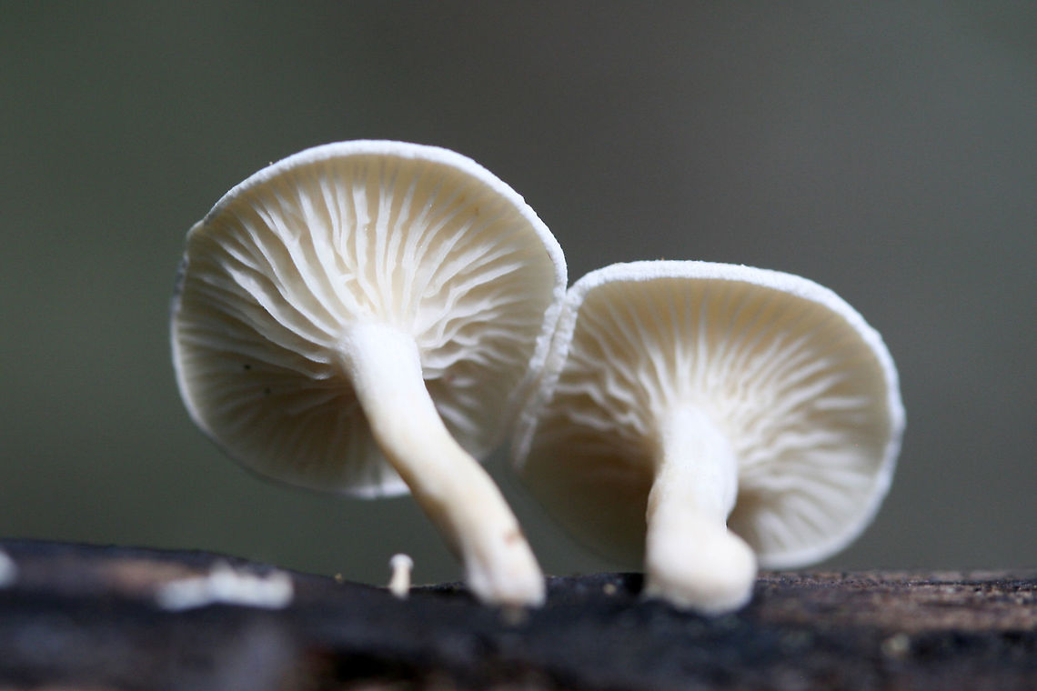 Clitocybe peralbida Small white mushrooms growing on a stick in a dense mixed hardwood/coniferous forest in NW Georgia (Gordon County), US. Clitocybe peralbida,Geotagged,Spring,United States