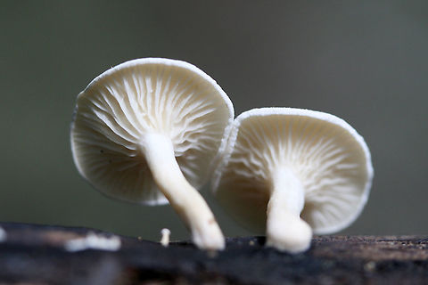 Clitocybe peralbida Small white mushrooms growing on a stick in a dense mixed hardwood/coniferous forest in NW Georgia (Gordon County), US. Clitocybe peralbida,Geotagged,Spring,United States