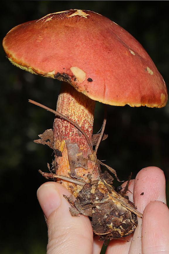Boletus miniato-pallescens? Found under pines and oaks on a lakeside trail in Bartow County, Georgia, US. August 30, 2020.<br />
<br />
Cap/upper surface: : Smooth/bald, pink to light red in color.<br />
<br />
Fertile surface: Yellow, immediately stains dark blue.<br />
<br />
Stipe: red with yellow undertone, lighter towards the apex.<br />
<br />
Taste: Mild.<br />
<br />
Odor: smells a bit like a curry spice mix<br />
<br />
Chemistry: KOH &ndash; light orange on cap. Ammonia-no reaction. Iron salts- light gray/olive on cap.<br />
<figure class="photo"><a href="https://www.jungledragon.com/image/100747/boletus_miniato-pallescens.html" title="Boletus miniato-pallescens?"><img src="https://s3.amazonaws.com/media.jungledragon.com/images/3231/100747_thumb.jpg?AWSAccessKeyId=05GMT0V3GWVNE7GGM1R2&Expires=1767225610&Signature=Rjt6uWgBzwE%2FWPOjidEpERxQwe0%3D" width="200" height="134" alt="Boletus miniato-pallescens? Found under pines and oaks on a lakeside trail in Bartow County, Georgia, US. August 30, 2020.<br />
<br />
Cap/upper surface: : Smooth/bald, pink to light red in color.<br />
<br />
Fertile surface: Yellow, immediately stains dark blue.<br />
<br />
Stipe: red with yellow undertone, lighter towards the apex.<br />
<br />
Taste: Mild.<br />
<br />
Odor: smells a bit like a curry spice mix<br />
<br />
Chemistry: KOH &ndash; light orange on cap. Ammonia-no reaction. Iron salts- light gray/olive on cap. <br />
<br />
https://www.jungledragon.com/image/100744/two-colored_bolete_baorangia_bicolor.html<br />
https://www.jungledragon.com/image/100746/two-colored_bolete_baorangia_bicolor_-_cross-section.html<br />
https://www.jungledragon.com/image/100745/two-colored_bolete_baorangia_bicolor.html Baorangia bicolor,Boletus miniato-pallescens,Geotagged,Summer,Two-colored Bolete,United States" /></a></figure><br />
<figure class="photo"><a href="https://www.jungledragon.com/image/100746/boletus_miniato-pallescens.html" title="Boletus miniato-pallescens?"><img src="https://s3.amazonaws.com/media.jungledragon.com/images/3231/100746_thumb.jpg?AWSAccessKeyId=05GMT0V3GWVNE7GGM1R2&Expires=1767225610&Signature=BHh%2BgGjL0%2Bf%2B56KfQMjyO8sBUdU%3D" width="102" height="152" alt="Boletus miniato-pallescens? Found under pines and oaks on a lakeside trail in Bartow County, Georgia, US. August 30, 2020.<br />
<br />
Cap/upper surface: : Smooth/bald, pink to light red in color.<br />
<br />
Fertile surface: Yellow, immediately stains dark blue.<br />
<br />
Stipe: red with yellow undertone, lighter towards the apex.<br />
<br />
Taste: Mild.<br />
<br />
Odor: smells a bit like a curry spice mix<br />
<br />
Chemistry: KOH &ndash; light orange on cap. Ammonia-no reaction. Iron salts- light gray/olive on cap. <br />
<br />
Chemistry: KOH &ndash; light orange on cap. Ammonia-no reaction. Iron salts- light gray/olive on cap.<br />
https://www.jungledragon.com/image/100747/two-colored_bolete_baorangia_bicolor.html<br />
https://www.jungledragon.com/image/100744/two-colored_bolete_baorangia_bicolor.html<br />
https://www.jungledragon.com/image/100745/two-colored_bolete_baorangia_bicolor.html Baorangia bicolor,Boletus miniato-pallescens,Geotagged,Summer,Two-colored Bolete,United States" /></a></figure><br />
<figure class="photo"><a href="https://www.jungledragon.com/image/100745/boletus_miniato-pallescens.html" title="Boletus miniato-pallescens?"><img src="https://s3.amazonaws.com/media.jungledragon.com/images/3231/100745_thumb.jpg?AWSAccessKeyId=05GMT0V3GWVNE7GGM1R2&Expires=1767225610&Signature=9asOlnUPle2vtqWUWUGVfG8iiwI%3D" width="200" height="134" alt="Boletus miniato-pallescens? Found under pines and oaks on a lakeside trail in Bartow County, Georgia, US. August 30, 2020.<br />
<br />
Cap/upper surface: : Smooth/bald, pink to light red in color.<br />
<br />
Fertile surface: Yellow, immediately stains dark blue.<br />
<br />
Stipe: red with yellow undertone, lighter towards the apex.<br />
<br />
Taste: Mild.<br />
<br />
Odor: smells a bit like a curry spice mix<br />
<br />
Chemistry: KOH &ndash; light orange on cap. Ammonia-no reaction. Iron salts- light gray/olive on cap. <br />
Chemistry: KOH &ndash; light orange on cap. Ammonia-no reaction. Iron salts- light gray/olive on cap.<br />
https://www.jungledragon.com/image/100747/two-colored_bolete_baorangia_bicolor.html<br />
https://www.jungledragon.com/image/100746/two-colored_bolete_baorangia_bicolor_-_cross-section.html<br />
https://www.jungledragon.com/image/100744/two-colored_bolete_baorangia_bicolor.html Baorangia bicolor,Boletus miniato-pallescens,Geotagged,Summer,Two-colored Bolete,United States" /></a></figure> Baorangia bicolor,Boletus miniato-pallescens,Geotagged,Summer,Two-colored Bolete,United States