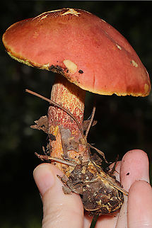 Boletus miniato-pallescens? Found under pines and oaks on a lakeside trail in Bartow County, Georgia, US. August 30, 2020.

Cap/upper surface: : Smooth/bald, pink to light red in color.

Fertile surface: Yellow, immediately stains dark blue.

Stipe: red with yellow undertone, lighter towards the apex.

Taste: Mild.

Odor: smells a bit like a curry spice mix

Chemistry: KOH &ndash; light orange on cap. Ammonia-no reaction. Iron salts- light gray/olive on cap.
https://www.jungledragon.com/image/100747/two-colored_bolete_baorangia_bicolor.html
https://www.jungledragon.com/image/100746/two-colored_bolete_baorangia_bicolor_-_cross-section.html
https://www.jungledragon.com/image/100745/two-colored_bolete_baorangia_bicolor.html Baorangia bicolor,Boletus miniato-pallescens,Geotagged,Summer,Two-colored Bolete,United States