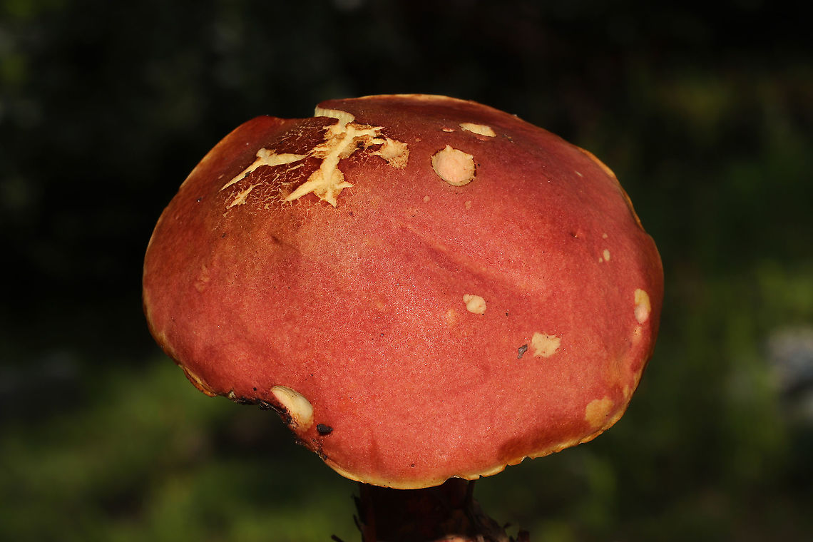 Boletus miniato-pallescens? Found under pines and oaks on a lakeside trail in Bartow County, Georgia, US. August 30, 2020.<br />
<br />
Cap/upper surface: : Smooth/bald, pink to light red in color.<br />
<br />
Fertile surface: Yellow, immediately stains dark blue.<br />
<br />
Stipe: red with yellow undertone, lighter towards the apex.<br />
<br />
Taste: Mild.<br />
<br />
Odor: smells a bit like a curry spice mix<br />
<br />
Chemistry: KOH &ndash; light orange on cap. Ammonia-no reaction. Iron salts- light gray/olive on cap. <br />
Chemistry: KOH &ndash; light orange on cap. Ammonia-no reaction. Iron salts- light gray/olive on cap.<br />
<figure class="photo"><a href="https://www.jungledragon.com/image/100747/boletus_miniato-pallescens.html" title="Boletus miniato-pallescens?"><img src="https://s3.amazonaws.com/media.jungledragon.com/images/3231/100747_thumb.jpg?AWSAccessKeyId=05GMT0V3GWVNE7GGM1R2&Expires=1759968010&Signature=M4nAcbXMmPGboTO662%2FSg6I4zIQ%3D" width="200" height="134" alt="Boletus miniato-pallescens? Found under pines and oaks on a lakeside trail in Bartow County, Georgia, US. August 30, 2020.<br />
<br />
Cap/upper surface: : Smooth/bald, pink to light red in color.<br />
<br />
Fertile surface: Yellow, immediately stains dark blue.<br />
<br />
Stipe: red with yellow undertone, lighter towards the apex.<br />
<br />
Taste: Mild.<br />
<br />
Odor: smells a bit like a curry spice mix<br />
<br />
Chemistry: KOH &ndash; light orange on cap. Ammonia-no reaction. Iron salts- light gray/olive on cap. <br />
<br />
https://www.jungledragon.com/image/100744/two-colored_bolete_baorangia_bicolor.html<br />
https://www.jungledragon.com/image/100746/two-colored_bolete_baorangia_bicolor_-_cross-section.html<br />
https://www.jungledragon.com/image/100745/two-colored_bolete_baorangia_bicolor.html Baorangia bicolor,Boletus miniato-pallescens,Geotagged,Summer,Two-colored Bolete,United States" /></a></figure><br />
<figure class="photo"><a href="https://www.jungledragon.com/image/100746/boletus_miniato-pallescens.html" title="Boletus miniato-pallescens?"><img src="https://s3.amazonaws.com/media.jungledragon.com/images/3231/100746_thumb.jpg?AWSAccessKeyId=05GMT0V3GWVNE7GGM1R2&Expires=1759968010&Signature=nu8MV8FK44ZUDj%2BgSp2mt6mE34I%3D" width="102" height="152" alt="Boletus miniato-pallescens? Found under pines and oaks on a lakeside trail in Bartow County, Georgia, US. August 30, 2020.<br />
<br />
Cap/upper surface: : Smooth/bald, pink to light red in color.<br />
<br />
Fertile surface: Yellow, immediately stains dark blue.<br />
<br />
Stipe: red with yellow undertone, lighter towards the apex.<br />
<br />
Taste: Mild.<br />
<br />
Odor: smells a bit like a curry spice mix<br />
<br />
Chemistry: KOH &ndash; light orange on cap. Ammonia-no reaction. Iron salts- light gray/olive on cap. <br />
<br />
Chemistry: KOH &ndash; light orange on cap. Ammonia-no reaction. Iron salts- light gray/olive on cap.<br />
https://www.jungledragon.com/image/100747/two-colored_bolete_baorangia_bicolor.html<br />
https://www.jungledragon.com/image/100744/two-colored_bolete_baorangia_bicolor.html<br />
https://www.jungledragon.com/image/100745/two-colored_bolete_baorangia_bicolor.html Baorangia bicolor,Boletus miniato-pallescens,Geotagged,Summer,Two-colored Bolete,United States" /></a></figure><br />
<figure class="photo"><a href="https://www.jungledragon.com/image/100744/boletus_miniato-pallescens.html" title="Boletus miniato-pallescens?"><img src="https://s3.amazonaws.com/media.jungledragon.com/images/3231/100744_thumb.jpg?AWSAccessKeyId=05GMT0V3GWVNE7GGM1R2&Expires=1759968010&Signature=WyjKDpoj7DOqs0J62bpcq9JvApI%3D" width="102" height="152" alt="Boletus miniato-pallescens? Found under pines and oaks on a lakeside trail in Bartow County, Georgia, US. August 30, 2020.<br />
<br />
Cap/upper surface: : Smooth/bald, pink to light red in color.<br />
<br />
Fertile surface: Yellow, immediately stains dark blue.<br />
<br />
Stipe: red with yellow undertone, lighter towards the apex.<br />
<br />
Taste: Mild.<br />
<br />
Odor: smells a bit like a curry spice mix<br />
<br />
Chemistry: KOH &ndash; light orange on cap. Ammonia-no reaction. Iron salts- light gray/olive on cap.<br />
https://www.jungledragon.com/image/100747/two-colored_bolete_baorangia_bicolor.html<br />
https://www.jungledragon.com/image/100746/two-colored_bolete_baorangia_bicolor_-_cross-section.html<br />
https://www.jungledragon.com/image/100745/two-colored_bolete_baorangia_bicolor.html Baorangia bicolor,Boletus miniato-pallescens,Geotagged,Summer,Two-colored Bolete,United States" /></a></figure> Baorangia bicolor,Boletus miniato-pallescens,Geotagged,Summer,Two-colored Bolete,United States