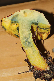 Boletus miniato-pallescens? Found under pines and oaks on a lakeside trail in Bartow County, Georgia, US. August 30, 2020.

Cap/upper surface: : Smooth/bald, pink to light red in color.

Fertile surface: Yellow, immediately stains dark blue.

Stipe: red with yellow undertone, lighter towards the apex.

Taste: Mild.

Odor: smells a bit like a curry spice mix

Chemistry: KOH &ndash; light orange on cap. Ammonia-no reaction. Iron salts- light gray/olive on cap. 

Chemistry: KOH &ndash; light orange on cap. Ammonia-no reaction. Iron salts- light gray/olive on cap.
https://www.jungledragon.com/image/100747/two-colored_bolete_baorangia_bicolor.html
https://www.jungledragon.com/image/100744/two-colored_bolete_baorangia_bicolor.html
https://www.jungledragon.com/image/100745/two-colored_bolete_baorangia_bicolor.html Baorangia bicolor,Boletus miniato-pallescens,Geotagged,Summer,Two-colored Bolete,United States