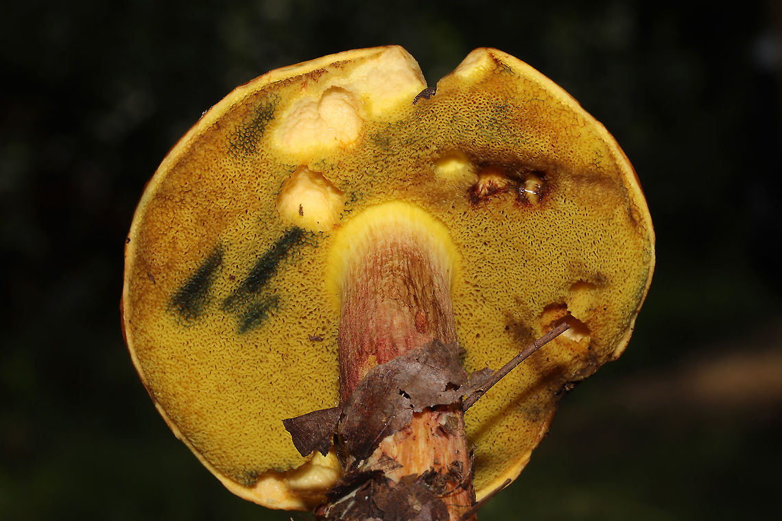 Boletus miniato-pallescens? Found under pines and oaks on a lakeside trail in Bartow County, Georgia, US. August 30, 2020.<br />
<br />
Cap/upper surface: : Smooth/bald, pink to light red in color.<br />
<br />
Fertile surface: Yellow, immediately stains dark blue.<br />
<br />
Stipe: red with yellow undertone, lighter towards the apex.<br />
<br />
Taste: Mild.<br />
<br />
Odor: smells a bit like a curry spice mix<br />
<br />
Chemistry: KOH – light orange on cap. Ammonia-no reaction. Iron salts- light gray/olive on cap. <br />
<br />
<figure class="photo"><a href="https://www.jungledragon.com/image/100744/boletus_miniato-pallescens.html" title="Boletus miniato-pallescens?"><img src="https://s3.amazonaws.com/media.jungledragon.com/images/3231/100744_thumb.jpg?AWSAccessKeyId=05GMT0V3GWVNE7GGM1R2&Expires=1763596810&Signature=tIISazzZOrrMbwujEwqydH2w9Xw%3D" width="102" height="152" alt="Boletus miniato-pallescens? Found under pines and oaks on a lakeside trail in Bartow County, Georgia, US. August 30, 2020.<br />
<br />
Cap/upper surface: : Smooth/bald, pink to light red in color.<br />
<br />
Fertile surface: Yellow, immediately stains dark blue.<br />
<br />
Stipe: red with yellow undertone, lighter towards the apex.<br />
<br />
Taste: Mild.<br />
<br />
Odor: smells a bit like a curry spice mix<br />
<br />
Chemistry: KOH – light orange on cap. Ammonia-no reaction. Iron salts- light gray/olive on cap.<br />
https://www.jungledragon.com/image/100747/two-colored_bolete_baorangia_bicolor.html<br />
https://www.jungledragon.com/image/100746/two-colored_bolete_baorangia_bicolor_-_cross-section.html<br />
https://www.jungledragon.com/image/100745/two-colored_bolete_baorangia_bicolor.html Baorangia bicolor,Boletus miniato-pallescens,Geotagged,Summer,Two-colored Bolete,United States" /></a></figure><br />
<figure class="photo"><a href="https://www.jungledragon.com/image/100746/boletus_miniato-pallescens.html" title="Boletus miniato-pallescens?"><img src="https://s3.amazonaws.com/media.jungledragon.com/images/3231/100746_thumb.jpg?AWSAccessKeyId=05GMT0V3GWVNE7GGM1R2&Expires=1763596810&Signature=p3cUdlaYOYscf40qsVQon8V7WQk%3D" width="102" height="152" alt="Boletus miniato-pallescens? Found under pines and oaks on a lakeside trail in Bartow County, Georgia, US. August 30, 2020.<br />
<br />
Cap/upper surface: : Smooth/bald, pink to light red in color.<br />
<br />
Fertile surface: Yellow, immediately stains dark blue.<br />
<br />
Stipe: red with yellow undertone, lighter towards the apex.<br />
<br />
Taste: Mild.<br />
<br />
Odor: smells a bit like a curry spice mix<br />
<br />
Chemistry: KOH – light orange on cap. Ammonia-no reaction. Iron salts- light gray/olive on cap. <br />
<br />
Chemistry: KOH – light orange on cap. Ammonia-no reaction. Iron salts- light gray/olive on cap.<br />
https://www.jungledragon.com/image/100747/two-colored_bolete_baorangia_bicolor.html<br />
https://www.jungledragon.com/image/100744/two-colored_bolete_baorangia_bicolor.html<br />
https://www.jungledragon.com/image/100745/two-colored_bolete_baorangia_bicolor.html Baorangia bicolor,Boletus miniato-pallescens,Geotagged,Summer,Two-colored Bolete,United States" /></a></figure><br />
<figure class="photo"><a href="https://www.jungledragon.com/image/100745/boletus_miniato-pallescens.html" title="Boletus miniato-pallescens?"><img src="https://s3.amazonaws.com/media.jungledragon.com/images/3231/100745_thumb.jpg?AWSAccessKeyId=05GMT0V3GWVNE7GGM1R2&Expires=1763596810&Signature=OITYIHMpVMOUctiQGbxjBYLSg%2BI%3D" width="200" height="134" alt="Boletus miniato-pallescens? Found under pines and oaks on a lakeside trail in Bartow County, Georgia, US. August 30, 2020.<br />
<br />
Cap/upper surface: : Smooth/bald, pink to light red in color.<br />
<br />
Fertile surface: Yellow, immediately stains dark blue.<br />
<br />
Stipe: red with yellow undertone, lighter towards the apex.<br />
<br />
Taste: Mild.<br />
<br />
Odor: smells a bit like a curry spice mix<br />
<br />
Chemistry: KOH – light orange on cap. Ammonia-no reaction. Iron salts- light gray/olive on cap. <br />
Chemistry: KOH – light orange on cap. Ammonia-no reaction. Iron salts- light gray/olive on cap.<br />
https://www.jungledragon.com/image/100747/two-colored_bolete_baorangia_bicolor.html<br />
https://www.jungledragon.com/image/100746/two-colored_bolete_baorangia_bicolor_-_cross-section.html<br />
https://www.jungledragon.com/image/100744/two-colored_bolete_baorangia_bicolor.html Baorangia bicolor,Boletus miniato-pallescens,Geotagged,Summer,Two-colored Bolete,United States" /></a></figure> Baorangia bicolor,Boletus miniato-pallescens,Geotagged,Summer,Two-colored Bolete,United States