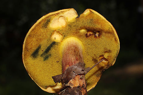 Boletus miniato-pallescens