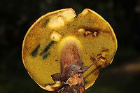 Boletus miniato-pallescens? Found under pines and oaks on a lakeside trail in Bartow County, Georgia, US. August 30, 2020.<br />
<br />
Cap/upper surface: : Smooth/bald, pink to light red in color.<br />
<br />
Fertile surface: Yellow, immediately stains dark blue.<br />
<br />
Stipe: red with yellow undertone, lighter towards the apex.<br />
<br />
Taste: Mild.<br />
<br />
Odor: smells a bit like a curry spice mix<br />
<br />
Chemistry: KOH – light orange on cap. Ammonia-no reaction. Iron salts- light gray/olive on cap. <br />
<br />
https://www.jungledragon.com/image/100744/two-colored_bolete_baorangia_bicolor.html<br />
https://www.jungledragon.com/image/100746/two-colored_bolete_baorangia_bicolor_-_cross-section.html<br />
https://www.jungledragon.com/image/100745/two-colored_bolete_baorangia_bicolor.html Baorangia bicolor,Boletus miniato-pallescens,Geotagged,Summer,Two-colored Bolete,United States