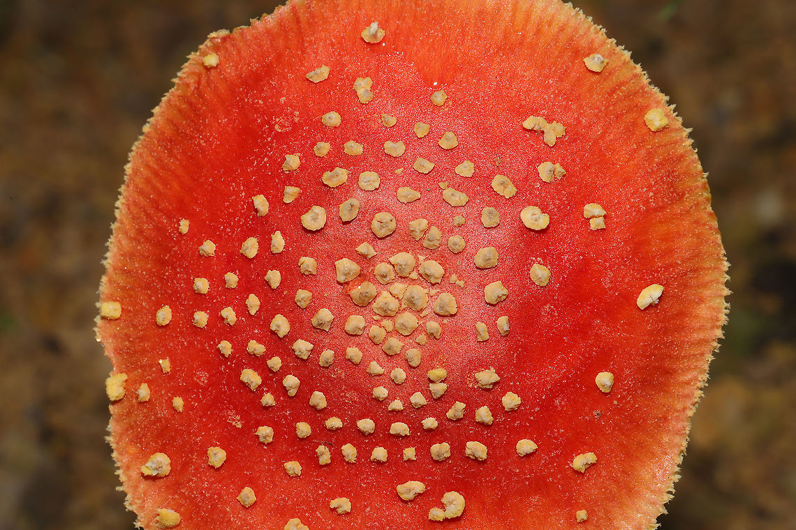 Amanita parcivolvata Growing at a disturbed forest edge, on a chert driveway. Gordon County, GA, US. September 2, 2020.<br />
<figure class="photo"><a href="https://www.jungledragon.com/image/100774/amanita_parcivolvata.html" title="Amanita parcivolvata"><img src="https://s3.amazonaws.com/media.jungledragon.com/images/3231/100774_thumb.jpg?AWSAccessKeyId=05GMT0V3GWVNE7GGM1R2&Expires=1767225610&Signature=Iq8VgQDrA%2BlZR%2BTE4Bkm6TUGXLI%3D" width="200" height="134" alt="Amanita parcivolvata Growing at a disturbed forest edge, on a chert driveway. Gordon County, GA, US. September 2, 2020. <br />
https://www.jungledragon.com/image/100771/amanita_parcivolvata.html<br />
https://www.jungledragon.com/image/100773/amanita_parcivolvata.html<br />
https://www.jungledragon.com/image/100772/amanita_parcivolvata.html Amanita parcivolvata,False Caesar&#039;s Mushroom,Geotagged,Summer,United States" /></a></figure><br />
<figure class="photo"><a href="https://www.jungledragon.com/image/100773/amanita_parcivolvata.html" title="Amanita parcivolvata"><img src="https://s3.amazonaws.com/media.jungledragon.com/images/3231/100773_thumb.jpg?AWSAccessKeyId=05GMT0V3GWVNE7GGM1R2&Expires=1767225610&Signature=Q%2Fugwp7A5gsp%2BkvhL2LVVMXkaeA%3D" width="200" height="134" alt="Amanita parcivolvata Growing at a disturbed forest edge, on a chert driveway. Gordon County, GA, US. September 2, 2020. <br />
https://www.jungledragon.com/image/100774/amanita_parcivolvata.html<br />
https://www.jungledragon.com/image/100771/amanita_parcivolvata.html<br />
https://www.jungledragon.com/image/100772/amanita_parcivolvata.html Amanita parcivolvata,False Caesar&#039;s Mushroom,Geotagged,Summer,United States" /></a></figure><br />
<figure class="photo"><a href="https://www.jungledragon.com/image/100772/amanita_parcivolvata.html" title="Amanita parcivolvata"><img src="https://s3.amazonaws.com/media.jungledragon.com/images/3231/100772_thumb.jpg?AWSAccessKeyId=05GMT0V3GWVNE7GGM1R2&Expires=1767225610&Signature=0hNsMgUS6O8rqnVVlSKRDlIZgU0%3D" width="200" height="134" alt="Amanita parcivolvata Growing at a disturbed forest edge, on a chert driveway. Gordon County, GA, US. September 2, 2020. <br />
https://www.jungledragon.com/image/100774/amanita_parcivolvata.html<br />
https://www.jungledragon.com/image/100773/amanita_parcivolvata.html<br />
https://www.jungledragon.com/image/100771/amanita_parcivolvata.html Amanita parcivolvata,False Caesar&#039;s Mushroom,Geotagged,Summer,United States" /></a></figure><br />
 Amanita parcivolvata,False Caesar's Mushroom,Geotagged,Summer,United States