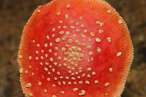 Amanita parcivolvata Growing at a disturbed forest edge, on a chert driveway. Gordon County, GA, US. September 2, 2020.
https://www.jungledragon.com/image/100774/amanita_parcivolvata.html
https://www.jungledragon.com/image/100773/amanita_parcivolvata.html
https://www.jungledragon.com/image/100772/amanita_parcivolvata.html
 Amanita parcivolvata,False Caesar's Mushroom,Geotagged,Summer,United States