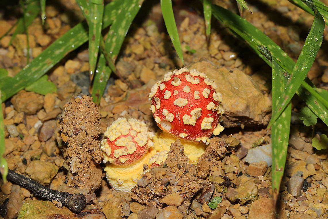 Amanita parcivolvata Growing at a disturbed forest edge, on a chert driveway. Gordon County, GA, US. September 2, 2020. <br />
<figure class="photo"><a href="https://www.jungledragon.com/image/100774/amanita_parcivolvata.html" title="Amanita parcivolvata"><img src="https://s3.amazonaws.com/media.jungledragon.com/images/3231/100774_thumb.jpg?AWSAccessKeyId=05GMT0V3GWVNE7GGM1R2&Expires=1759968010&Signature=OajWRanE%2BbVODW09xaLM%2BZMk8dk%3D" width="200" height="134" alt="Amanita parcivolvata Growing at a disturbed forest edge, on a chert driveway. Gordon County, GA, US. September 2, 2020. <br />
https://www.jungledragon.com/image/100771/amanita_parcivolvata.html<br />
https://www.jungledragon.com/image/100773/amanita_parcivolvata.html<br />
https://www.jungledragon.com/image/100772/amanita_parcivolvata.html Amanita parcivolvata,False Caesar&#039;s Mushroom,Geotagged,Summer,United States" /></a></figure><br />
<figure class="photo"><a href="https://www.jungledragon.com/image/100773/amanita_parcivolvata.html" title="Amanita parcivolvata"><img src="https://s3.amazonaws.com/media.jungledragon.com/images/3231/100773_thumb.jpg?AWSAccessKeyId=05GMT0V3GWVNE7GGM1R2&Expires=1759968010&Signature=DKxvWbx%2BGrkvaXeQvCXC%2BpLQK8s%3D" width="200" height="134" alt="Amanita parcivolvata Growing at a disturbed forest edge, on a chert driveway. Gordon County, GA, US. September 2, 2020. <br />
https://www.jungledragon.com/image/100774/amanita_parcivolvata.html<br />
https://www.jungledragon.com/image/100771/amanita_parcivolvata.html<br />
https://www.jungledragon.com/image/100772/amanita_parcivolvata.html Amanita parcivolvata,False Caesar&#039;s Mushroom,Geotagged,Summer,United States" /></a></figure><br />
<figure class="photo"><a href="https://www.jungledragon.com/image/100771/amanita_parcivolvata.html" title="Amanita parcivolvata"><img src="https://s3.amazonaws.com/media.jungledragon.com/images/3231/100771_thumb.jpg?AWSAccessKeyId=05GMT0V3GWVNE7GGM1R2&Expires=1759968010&Signature=5SKZwqQVHPEw8%2FxiQhc2tr2EGyM%3D" width="200" height="134" alt="Amanita parcivolvata Growing at a disturbed forest edge, on a chert driveway. Gordon County, GA, US. September 2, 2020.<br />
https://www.jungledragon.com/image/100774/amanita_parcivolvata.html<br />
https://www.jungledragon.com/image/100773/amanita_parcivolvata.html<br />
https://www.jungledragon.com/image/100772/amanita_parcivolvata.html<br />
 Amanita parcivolvata,False Caesar&#039;s Mushroom,Geotagged,Summer,United States" /></a></figure> Amanita parcivolvata,False Caesar's Mushroom,Geotagged,Summer,United States