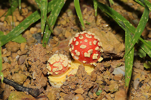 False Caesar's Mushroom