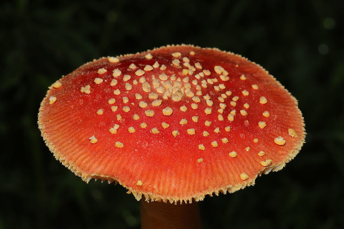 Amanita parcivolvata Growing at a disturbed forest edge, on a chert driveway. Gordon County, GA, US. September 2, 2020. <br />
<figure class="photo"><a href="https://www.jungledragon.com/image/100774/amanita_parcivolvata.html" title="Amanita parcivolvata"><img src="https://s3.amazonaws.com/media.jungledragon.com/images/3231/100774_thumb.jpg?AWSAccessKeyId=05GMT0V3GWVNE7GGM1R2&Expires=1759968010&Signature=OajWRanE%2BbVODW09xaLM%2BZMk8dk%3D" width="200" height="134" alt="Amanita parcivolvata Growing at a disturbed forest edge, on a chert driveway. Gordon County, GA, US. September 2, 2020. <br />
https://www.jungledragon.com/image/100771/amanita_parcivolvata.html<br />
https://www.jungledragon.com/image/100773/amanita_parcivolvata.html<br />
https://www.jungledragon.com/image/100772/amanita_parcivolvata.html Amanita parcivolvata,False Caesar&#039;s Mushroom,Geotagged,Summer,United States" /></a></figure><br />
<figure class="photo"><a href="https://www.jungledragon.com/image/100771/amanita_parcivolvata.html" title="Amanita parcivolvata"><img src="https://s3.amazonaws.com/media.jungledragon.com/images/3231/100771_thumb.jpg?AWSAccessKeyId=05GMT0V3GWVNE7GGM1R2&Expires=1759968010&Signature=5SKZwqQVHPEw8%2FxiQhc2tr2EGyM%3D" width="200" height="134" alt="Amanita parcivolvata Growing at a disturbed forest edge, on a chert driveway. Gordon County, GA, US. September 2, 2020.<br />
https://www.jungledragon.com/image/100774/amanita_parcivolvata.html<br />
https://www.jungledragon.com/image/100773/amanita_parcivolvata.html<br />
https://www.jungledragon.com/image/100772/amanita_parcivolvata.html<br />
 Amanita parcivolvata,False Caesar&#039;s Mushroom,Geotagged,Summer,United States" /></a></figure><br />
<figure class="photo"><a href="https://www.jungledragon.com/image/100772/amanita_parcivolvata.html" title="Amanita parcivolvata"><img src="https://s3.amazonaws.com/media.jungledragon.com/images/3231/100772_thumb.jpg?AWSAccessKeyId=05GMT0V3GWVNE7GGM1R2&Expires=1759968010&Signature=j8q0OfC%2B5S3k97UMlPAtwqLOc2M%3D" width="200" height="134" alt="Amanita parcivolvata Growing at a disturbed forest edge, on a chert driveway. Gordon County, GA, US. September 2, 2020. <br />
https://www.jungledragon.com/image/100774/amanita_parcivolvata.html<br />
https://www.jungledragon.com/image/100773/amanita_parcivolvata.html<br />
https://www.jungledragon.com/image/100771/amanita_parcivolvata.html Amanita parcivolvata,False Caesar&#039;s Mushroom,Geotagged,Summer,United States" /></a></figure> Amanita parcivolvata,False Caesar's Mushroom,Geotagged,Summer,United States