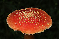 Amanita parcivolvata Growing at a disturbed forest edge, on a chert driveway. Gordon County, GA, US. September 2, 2020. <br />
https://www.jungledragon.com/image/100774/amanita_parcivolvata.html<br />
https://www.jungledragon.com/image/100771/amanita_parcivolvata.html<br />
https://www.jungledragon.com/image/100772/amanita_parcivolvata.html Amanita parcivolvata,False Caesar's Mushroom,Geotagged,Summer,United States