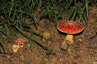 Amanita parcivolvata Growing at a disturbed forest edge, on a chert driveway. Gordon County, GA, US. September 2, 2020. <br />
https://www.jungledragon.com/image/100771/amanita_parcivolvata.html<br />
https://www.jungledragon.com/image/100773/amanita_parcivolvata.html<br />
https://www.jungledragon.com/image/100772/amanita_parcivolvata.html Amanita parcivolvata,False Caesar's Mushroom,Geotagged,Summer,United States