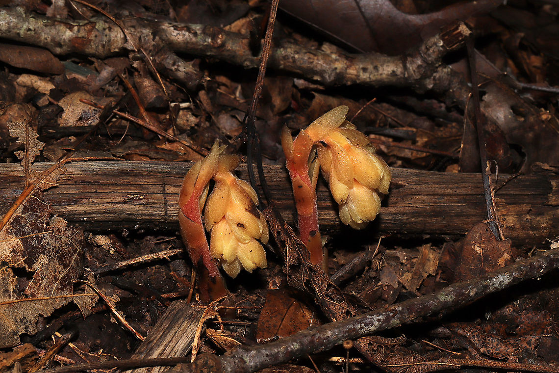 Hairy Pinesap (Hypopitys lanuginosa) In a dense mixed forest, under mostly hickory and oak trees.<br />
Hypopitys lanuginosa is a nonphotosynthetic, mycoheterotrophic plant that thrives in the dark understories of forests. Because it lacks chlorophyll, it must obtain its nutrients from other sources. It is a parasite on fungi (usually Tricholoma sp.) and an indirect parasite of trees. It obtains nutrients from fungi which are initially obtained from trees. Dutchman's pipe,Geotagged,Hairy Pine Sap,Hypopitys lanuginosa,Monotropa hypopitys,Summer,United States