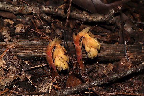 Hairy Pinesap (Hypopitys lanuginosa) In a dense mixed forest, under mostly hickory and oak trees.
Hypopitys lanuginosa is a nonphotosynthetic, mycoheterotrophic plant that thrives in the dark understories of forests. Because it lacks chlorophyll, it must obtain its nutrients from other sources. It is a parasite on fungi (usually Tricholoma sp.) and an indirect parasite of trees. It obtains nutrients from fungi which are initially obtained from trees. Dutchman's pipe,Geotagged,Hairy Pine Sap,Hypopitys lanuginosa,Monotropa hypopitys,Summer,United States