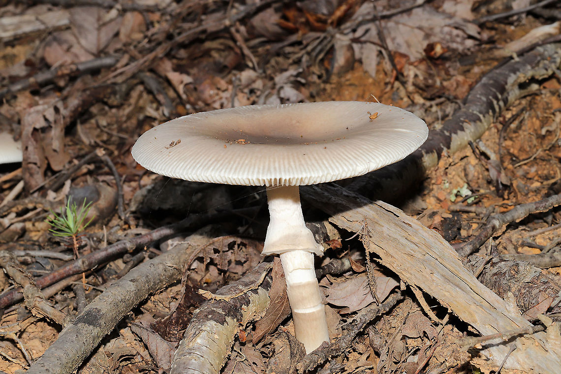 Amanita insinuans ID Tentative. Seems to be the consensus on facebook, but I&#039;m not sure.<br />
<br />
According to Rod Tulloss on Amanitaceae.org:<br />
&quot;To date, this species is only known in association with Pecan (Carya illinoiensis from Baton Rouge, Louisiana.  It is the first reported taxon from North America with a weakly structure (but fairly persistent) skirt on its stem.  This character has been previously reported on a very few taxa from Africa.  So this critter is a rare bird.  Like all other known &quot;ringed Ringless Amanitas,&quot; this species can be assigned to the provisional [series Penetratrices] stirps Strobilaceovolvata.&quot;<br />
<br />
Found growing under chestnut oak at a disturbed forest edge.<br />
<figure class="photo"><a href="https://www.jungledragon.com/image/100800/amanita_insinuans.html" title="Amanita insinuans"><img src="https://s3.amazonaws.com/media.jungledragon.com/images/3231/100800_thumb.jpg?AWSAccessKeyId=05GMT0V3GWVNE7GGM1R2&Expires=1759968010&Signature=bqa91%2BuNO2tDfOLAHDt6KYNWtfU%3D" width="200" height="134" alt="Amanita insinuans ID Tentative. Seems to be the consensus on facebook, but I&#039;m not sure.<br />
<br />
According to Rod Tulloss on Amanitaceae.org:<br />
&quot;To date, this species is only known in association with Pecan (Carya illinoiensis from Baton Rouge, Louisiana.  It is the first reported taxon from North America with a weakly structure (but fairly persistent) skirt on its stem.  This character has been previously reported on a very few taxa from Africa.  So this critter is a rare bird.  Like all other known &quot;ringed Ringless Amanitas,&quot; this species can be assigned to the provisional [series Penetratrices] stirps Strobilaceovolvata.&quot;<br />
<br />
Found growing under chestnut oak at a disturbed forest edge.<br />
https://www.jungledragon.com/image/100799/amanita_sect._vaginatae.html Amanita insinuans,Baton Rouge Ringed Ringless Amanita,Geotagged,Summer,United States" /></a></figure> Amanita insinuans,Baton Rouge Ringed Ringless Amanita,Geotagged,Summer,United States