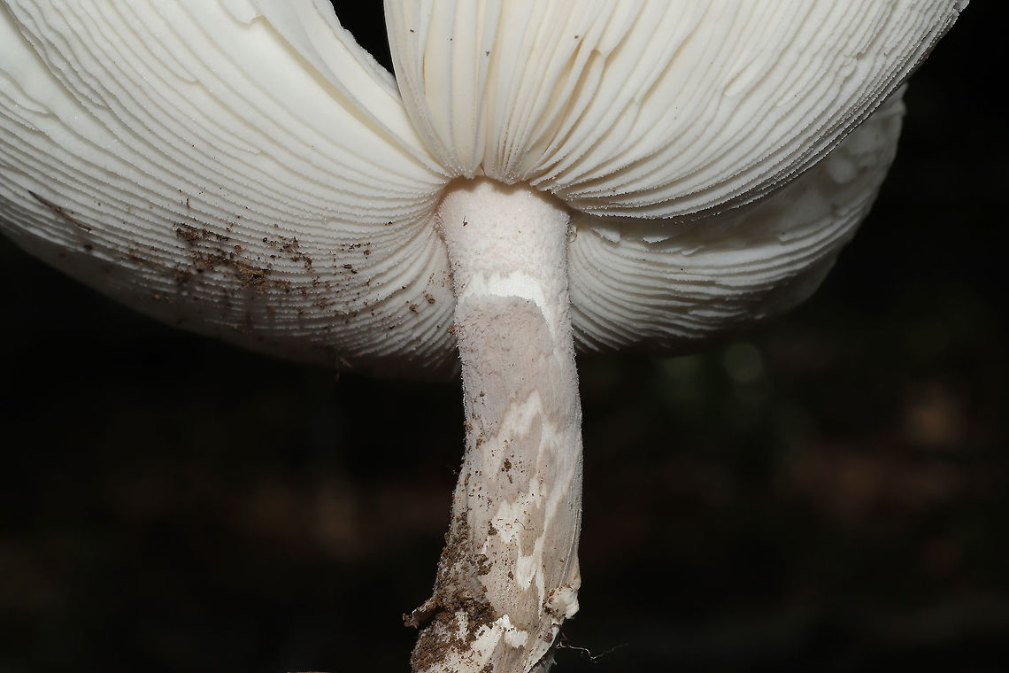 Amanita insinuans ID Tentative. Seems to be the consensus on facebook, but I&#039;m not sure.<br />
<br />
According to Rod Tulloss on Amanitaceae.org:<br />
&quot;To date, this species is only known in association with Pecan (Carya illinoiensis from Baton Rouge, Louisiana.  It is the first reported taxon from North America with a weakly structure (but fairly persistent) skirt on its stem.  This character has been previously reported on a very few taxa from Africa.  So this critter is a rare bird.  Like all other known &quot;ringed Ringless Amanitas,&quot; this species can be assigned to the provisional [series Penetratrices] stirps Strobilaceovolvata.&quot;<br />
<br />
Found growing under chestnut oak at a disturbed forest edge.<br />
<figure class="photo"><a href="https://www.jungledragon.com/image/100799/amanita_insinuans.html" title="Amanita insinuans"><img src="https://s3.amazonaws.com/media.jungledragon.com/images/3231/100799_thumb.jpg?AWSAccessKeyId=05GMT0V3GWVNE7GGM1R2&Expires=1769040010&Signature=zvyJelRe%2FBZnPtN6mP2%2FnqDsfjo%3D" width="200" height="134" alt="Amanita insinuans ID Tentative. Seems to be the consensus on facebook, but I&#039;m not sure.<br />
<br />
According to Rod Tulloss on Amanitaceae.org:<br />
&quot;To date, this species is only known in association with Pecan (Carya illinoiensis from Baton Rouge, Louisiana.  It is the first reported taxon from North America with a weakly structure (but fairly persistent) skirt on its stem.  This character has been previously reported on a very few taxa from Africa.  So this critter is a rare bird.  Like all other known &quot;ringed Ringless Amanitas,&quot; this species can be assigned to the provisional [series Penetratrices] stirps Strobilaceovolvata.&quot;<br />
<br />
Found growing under chestnut oak at a disturbed forest edge.<br />
https://www.jungledragon.com/image/100800/amanita_sect._vaginatae.html Amanita insinuans,Baton Rouge Ringed Ringless Amanita,Geotagged,Summer,United States" /></a></figure> Amanita insinuans,Baton Rouge Ringed Ringless Amanita,Geotagged,Summer,United States